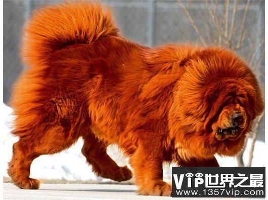 最贵藏獒，霸王叫价5000万（当之无愧）