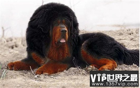 最贵藏獒，霸王叫价5000万（当之无愧）