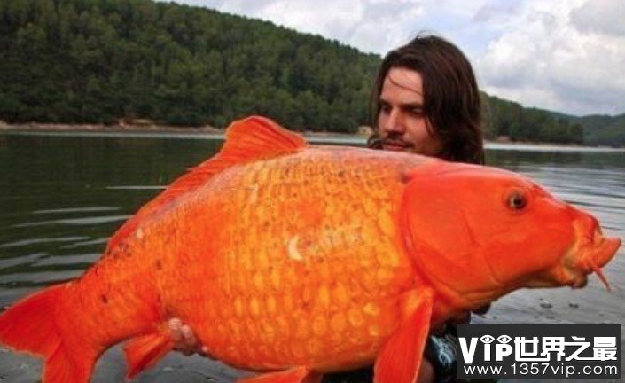 世界上最大的金鱼,光是长就超过了1米