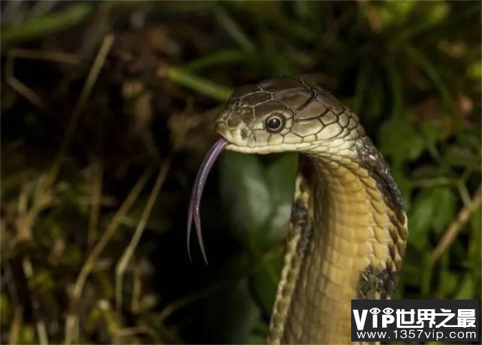 盘点世界上最长最大的15条巨蛇，你见过最大的蛇有多大？