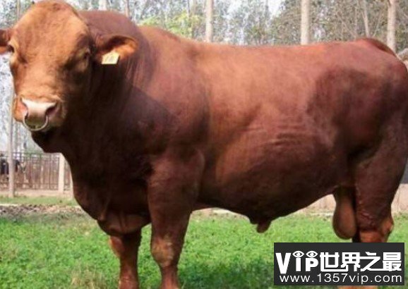 1头牛168万人民币，吃不起猪肉更吃不起牛肉