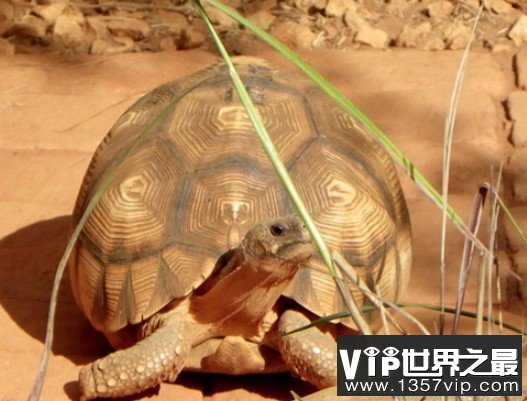 全世界上最贵的乌龟 安哥洛卡象龟一公分1000美金