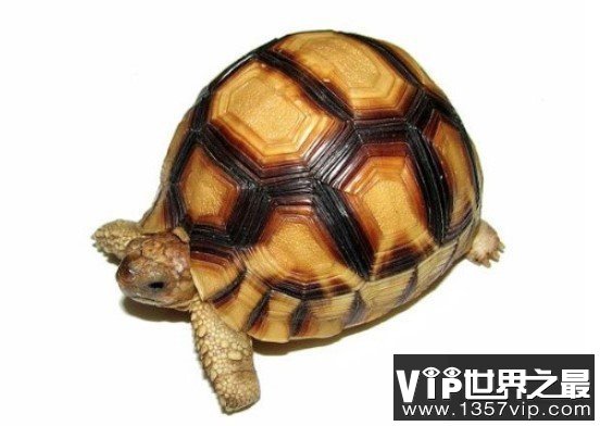 全世界上最贵的乌龟 安哥洛卡象龟一公分1000美金