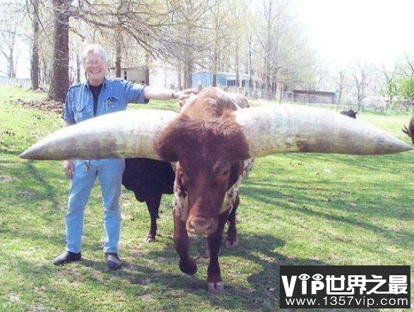 世界上最大的牛角，曾有人出价180万