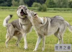 世界上最大的爱尔兰猎狼犬，体重能够达到110斤