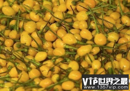 世界上最贵的辣椒，要价25000美刀一公斤