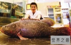 世界上最大的龙趸鱼，重达200公斤