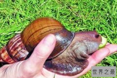 世界上最大的蜗牛，和人的手掌大小差不多
