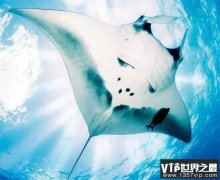 “海中巨人”蝠鲼！会定期来访珊瑚礁，