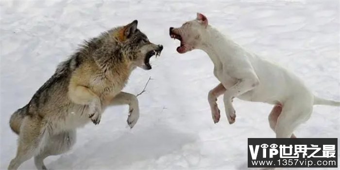 狗和狼能杂交出狼狗，假如碰上鬣狗，会生下什么样的后代？