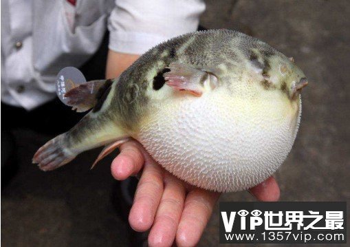 河豚毒素，是世界上最昂贵的毒素