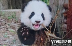 世界上最知名的国宝 我国的大熊猫（知名国宝）