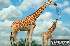 世界上个子最高的动物 毫无疑问是长颈鹿（生物身高）