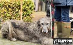 世界上体型最高的犬类 爱尔兰猎狼犬（大型犬）