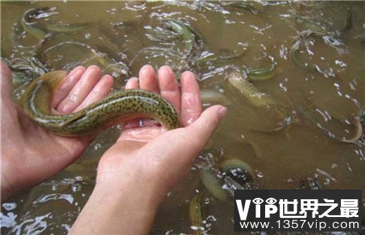中国十大可怕盅术，驱毒害人之术