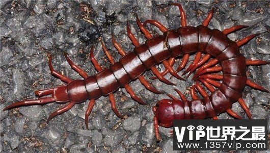中国十大可怕盅术，驱毒害人之术