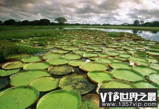 世界上最大的沼泽地，面积高达2500万公顷