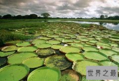 世界上最大的沼泽地，面积高达2500万公顷