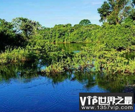世界上最大的沼泽地，面积高达2500万公顷