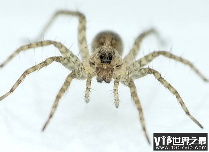 世界上最大的蜘蛛,和拳头大小差不多，长着八个眼睛