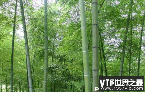 生长最快的植物是什么 一晚上可长一米长（毛竹）