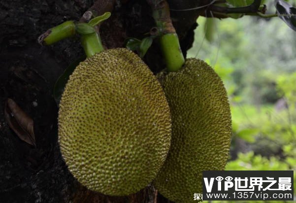 体积最大的水果是什么 被称为水果皇后（菠萝蜜）
