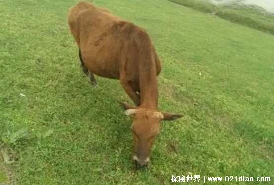 只吃草不吃肉也能健壮的动物是那种 这种动物是有四个胃（牛）