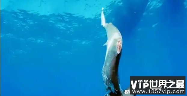 被割掉鱼翅的鲨鱼  放回海中还能活多久  为何人类不吃鲨鱼肉