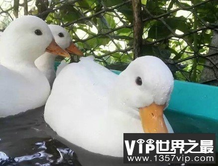 世界上最贵的宠物鸭子，一枚蛋就要500元