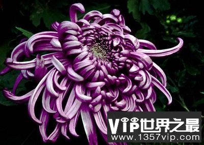 中国十大名花你认识几种？中国国花是什么呢？