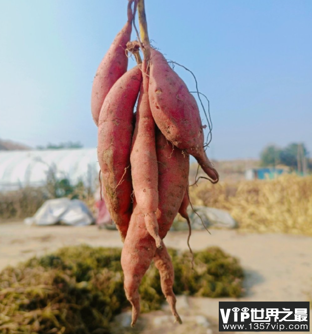 烤红薯和蒸红薯哪个更健康 红薯要怎么吃才更健康
