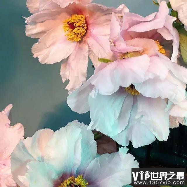 愿你开头的唯美句子