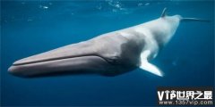 盘点地球上最大的10种鲸鱼，座头鲸仅排