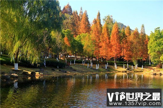 中国十大珍惜树种，珙桐被称为植物界的“活化石”！