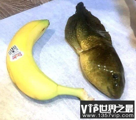 世界上最大的蝌蚪，全长往往超过25厘米