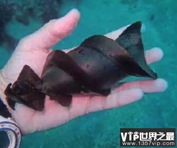 世界上产出最大的卵的动物，卵比篮球还要大