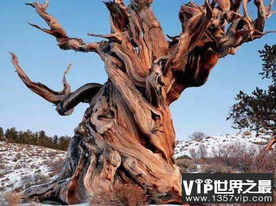 全球最大的树，超过3500年的树龄