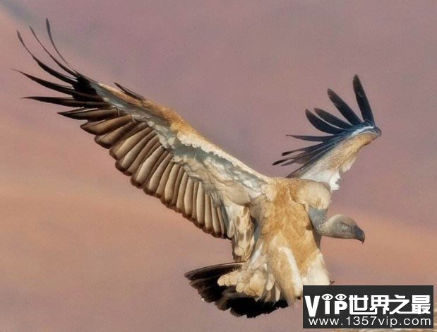 世界上最大的雕，重达30斤的安第斯神鹫
