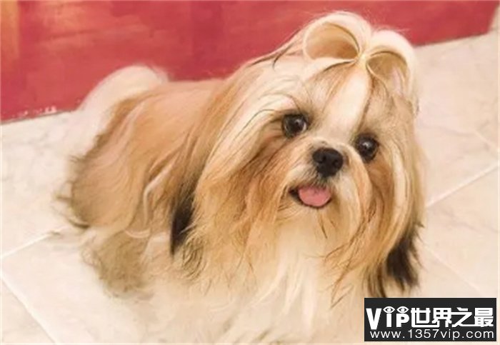 西施犬