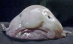 世界十大最丑动物 水滴鱼占据第一