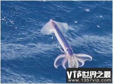 世界上最神奇的鱿鱼，太平洋褶鱿鱼能跃出水面在空中“飞行”