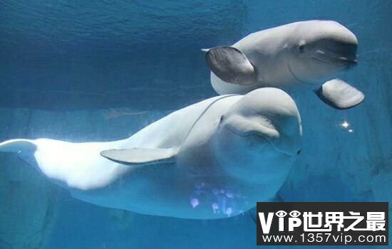 中国十大珍稀动物，濒临灭绝亟需保护。