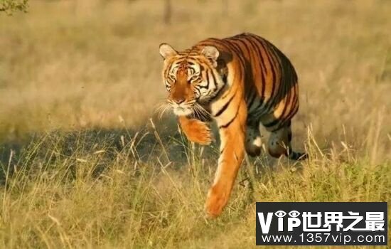 中国十大珍稀动物，濒临灭绝亟需保护。