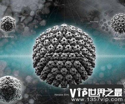 世界体积最大的病毒，其基因组包括80万个碱基对