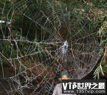 世界上最大的蜘蛛网，堪比一个足球场