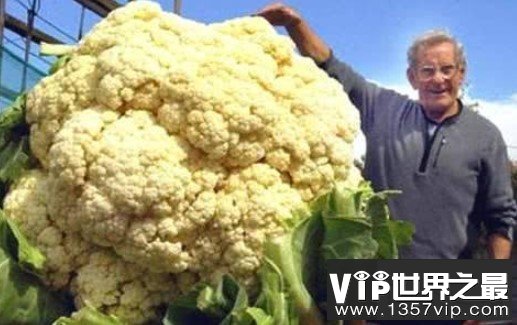 世界上最大的花菜，重达54斤，世间罕见