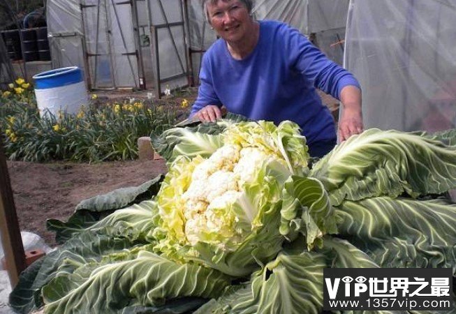 世界上最大的花菜，重达54斤，世间罕见