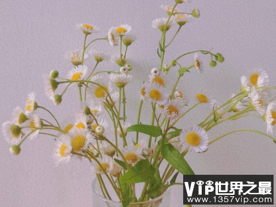 关于邹菊的唯美句子