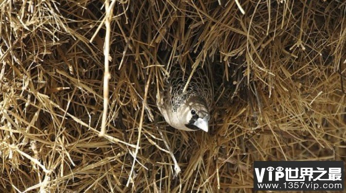 世界上最大的鸟巢，重达907公斤，长6米宽4米，厚度也有2米