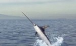 速度最快的十种海洋动物 剑鱼每小时速度可达129公里